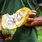 Mutirão com Emater habilita assentados da Transamazônica para crédito rural