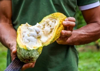 Foto: Agência Pará / Divulgação