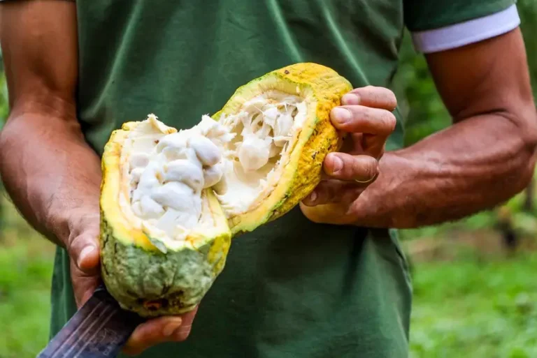 Foto: Agência Pará / Divulgação