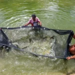 Bioeconomia do Pará já movimenta R$ 13,5 bi ao ano e emprega 270 mil pessoas