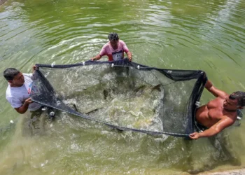 Foto: Agência Pará / Divulgação