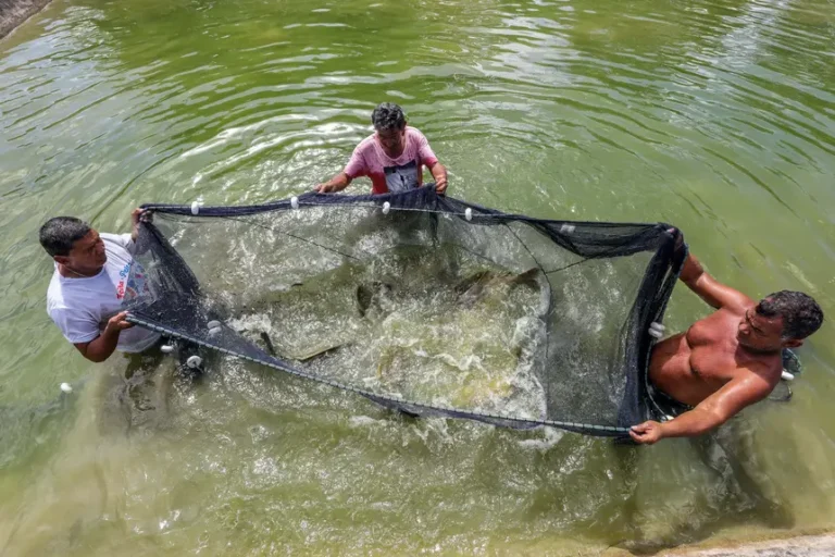 Foto: Agência Pará / Divulgação