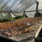 Pesquisa com participação do Pará transforma resíduo do babaçu em proteína para abrir nova frente de renda para comunidades amazônicas