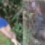Três corpos encontrados em áreas de mata em Altamira e Brasil Novo podem ter relação