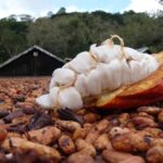 Projeto que cria preço mínimo para o cacau avança na Câmara e prevê fundo de estabilização para o setor