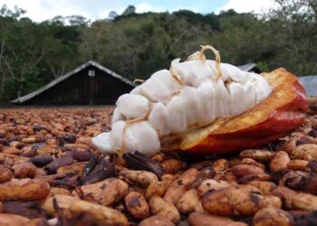Foto: Reprodução do Sste Mercado do Cacau