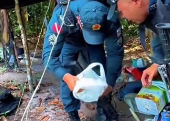 Policiais encontraram área que era preparada para plantio de maconha em São Domingos do Capim, na última quarta-feira (15). (Reprodução redes sociais)
