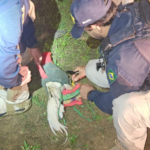 Galos com sinais de maus-tratos são resgatados durante fiscalização na BR-230, em Altamira