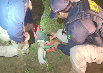 Galos com sinais de maus-tratos são resgatados durante fiscalização na BR-230, em Altamira. (Foto: PRF)