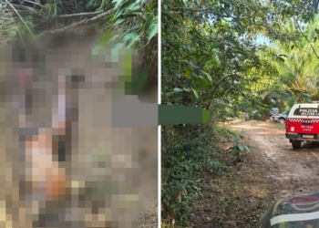 Operação localizou restos mortais em plantação de dendê em Mãe do Rio (Foto: Reprodução / Gazeta Paraense)