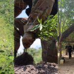 PF destrói mais de 60 mil pés de maconha em Terra Indígena no Pará
