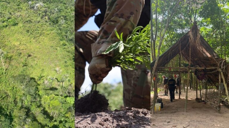 Polícia Federal (PF) destruiu plantação ilegal de maconha em Terra Indígena no Pará. — Foto: PF/PA