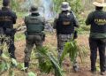 Operação destrói 6 mil pés de maconha em Terra Indígena no Pará — Foto: Polícia Federal