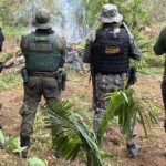 Operação destrói 6 mil pés de maconha em Terra Indígena no Pará
