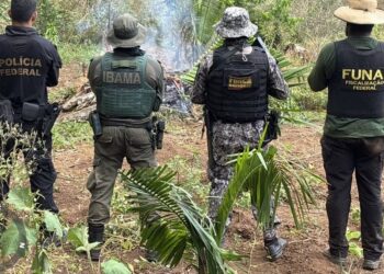 Operação destrói 6 mil pés de maconha em Terra Indígena no Pará — Foto: Polícia Federal