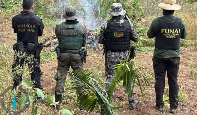 Operação destrói 6 mil pés de maconha em Terra Indígena no Pará — Foto: Polícia Federal