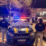 PRF apreende 53 kg de skunk escondidos em veículo na BR-230, em Altamira (PA)