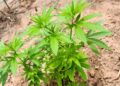 PM encontra mais de 1,7 mil pés de maconha no Pará. — Foto: Divulgação