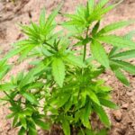 Helicóptero, armadilhas e plantio na mata: PM encontra mais de 1,7 mil pés de maconha no Pará