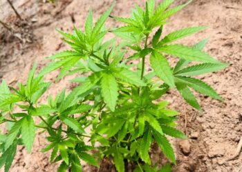 PM encontra mais de 1,7 mil pés de maconha no Pará. — Foto: Divulgação