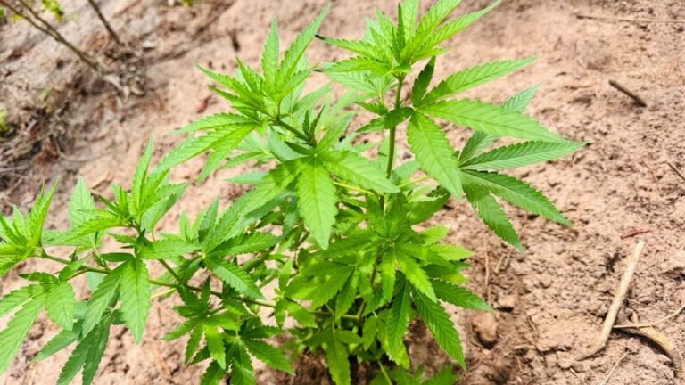 PM encontra mais de 1,7 mil pés de maconha no Pará. — Foto: Divulgação
