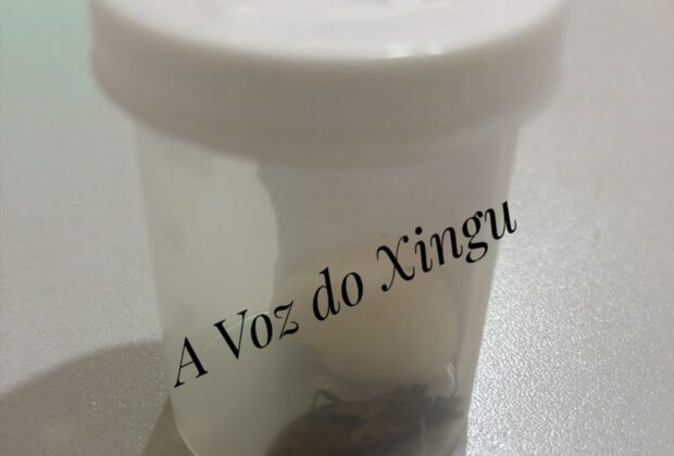 Foto: A Voz do Xingu