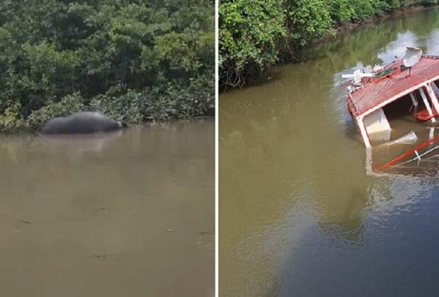 Embarcação com 60 búfalos naufraga em Soure e animais morrem afogados — Foto: TV Liberal