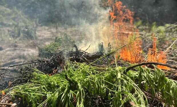 PF erradica quase 3 mil pés de maconha e prende suspeito em Concórdia do Pará. (Divulgação | PF)
